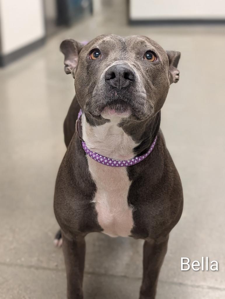 Enlarge Bella Lopez, a Adoptable mixed breed in Greenfield, IN image 2/6