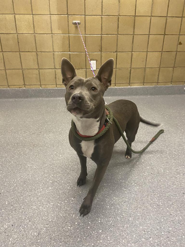 Enlarge Bella Lopez, a Adoptable mixed breed in Greenfield, IN image 3/6