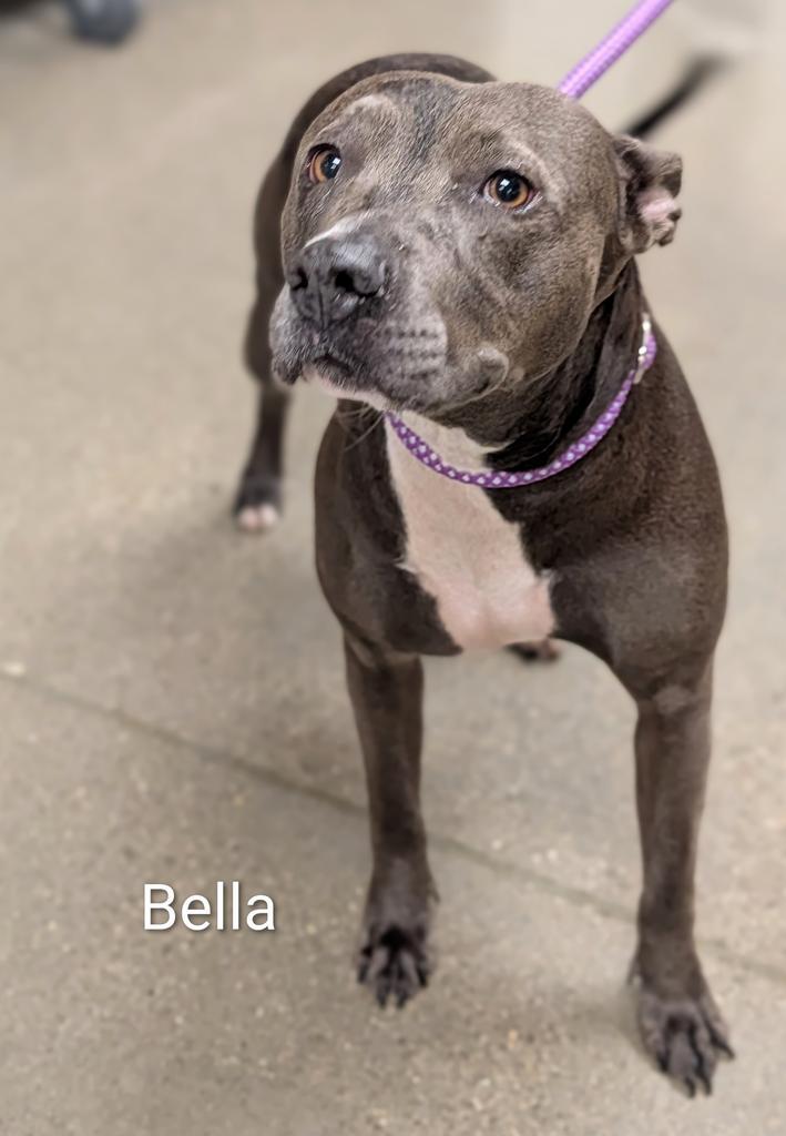 Enlarge Bella Lopez, a Adoptable mixed breed in Greenfield, IN image 4/6