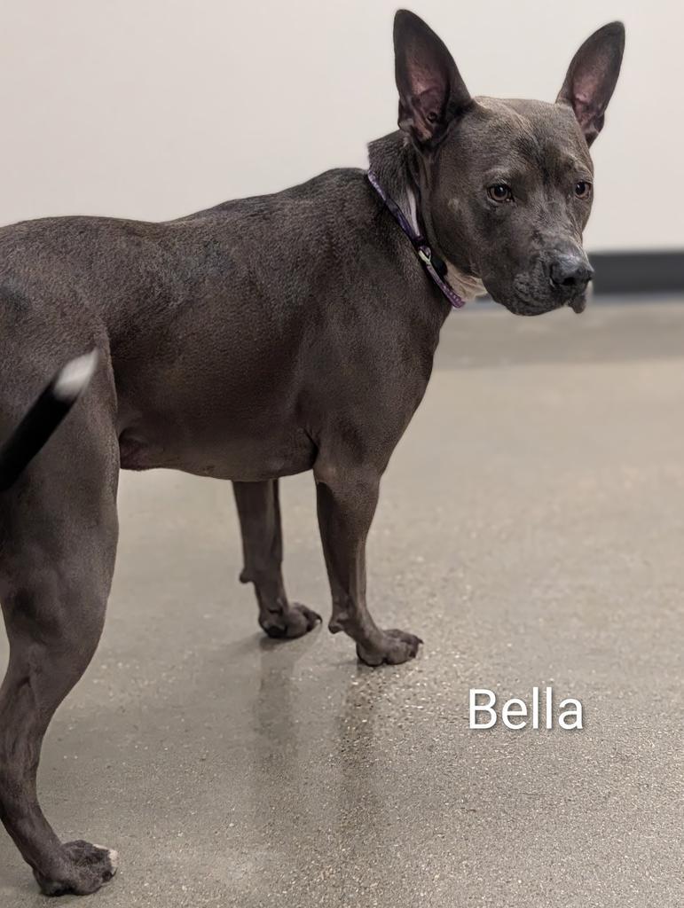 Enlarge Bella Lopez, a Adoptable mixed breed in Greenfield, IN image 5/6