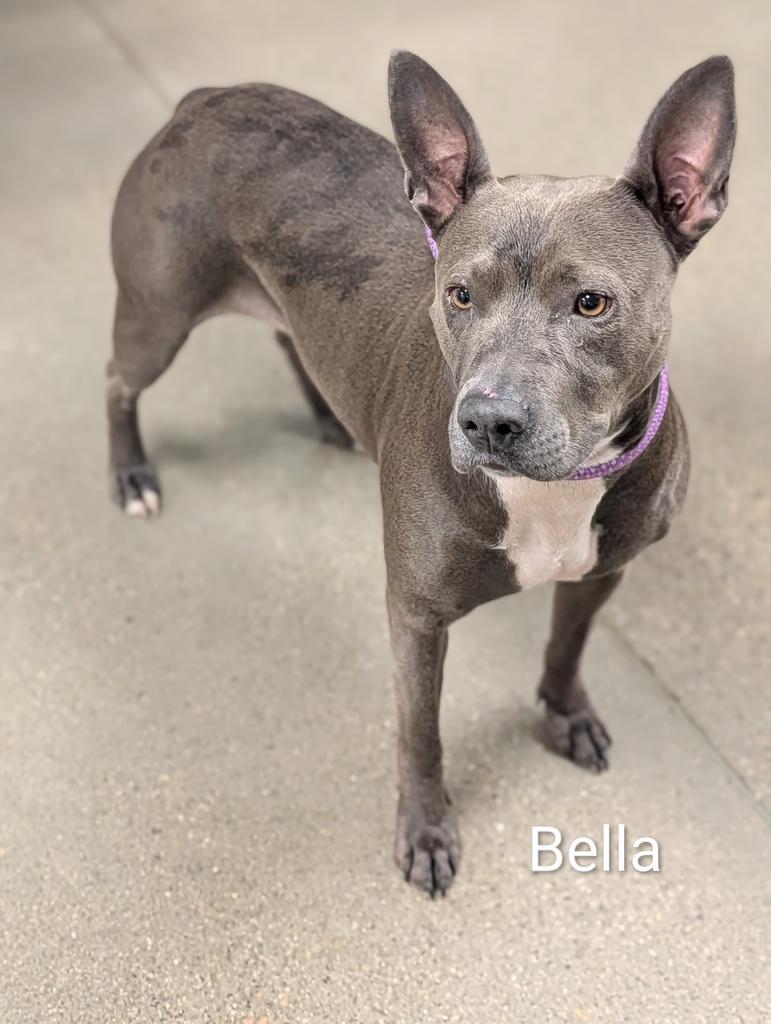 Enlarge Bella Lopez, a Adoptable mixed breed in Greenfield, IN image 6/6