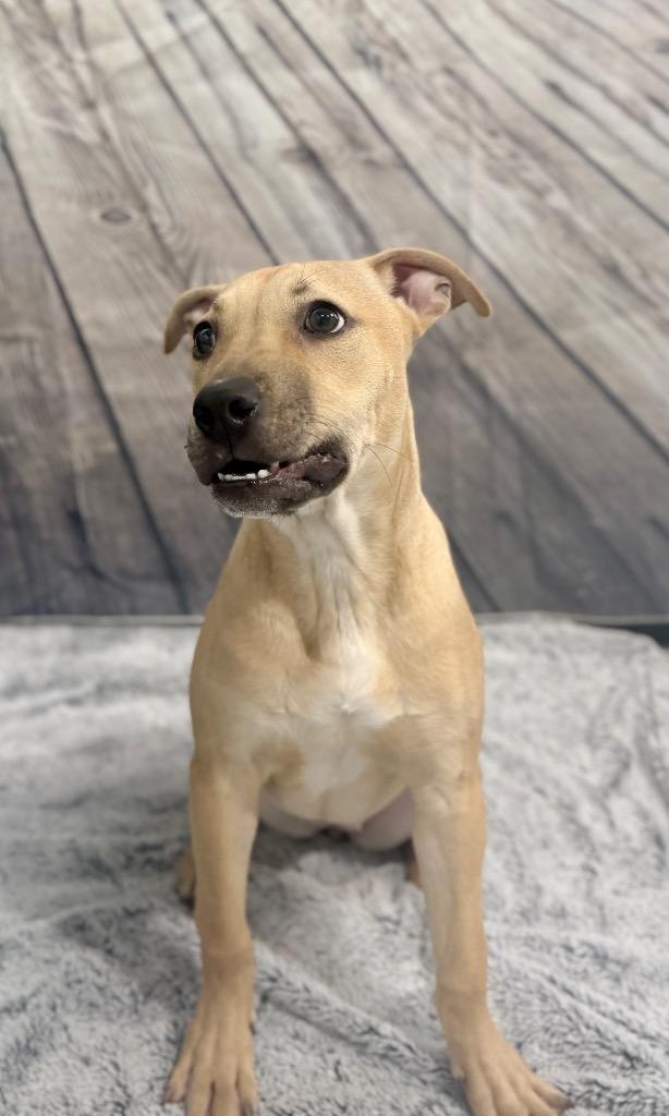 Leah, Adoptable, Young Female Mixed Breed.