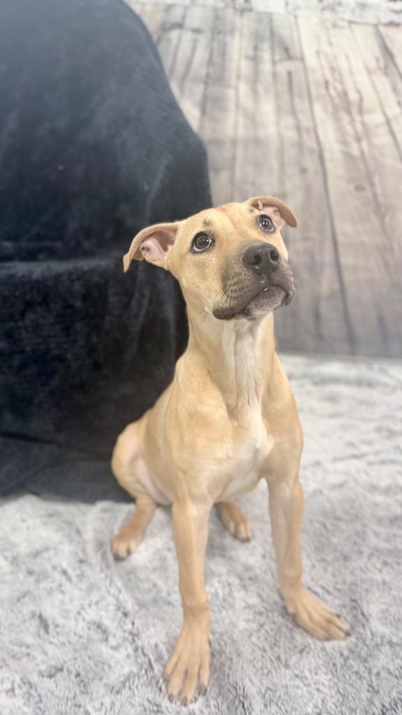 Leah, Adoptable, Young Female Mixed Breed.