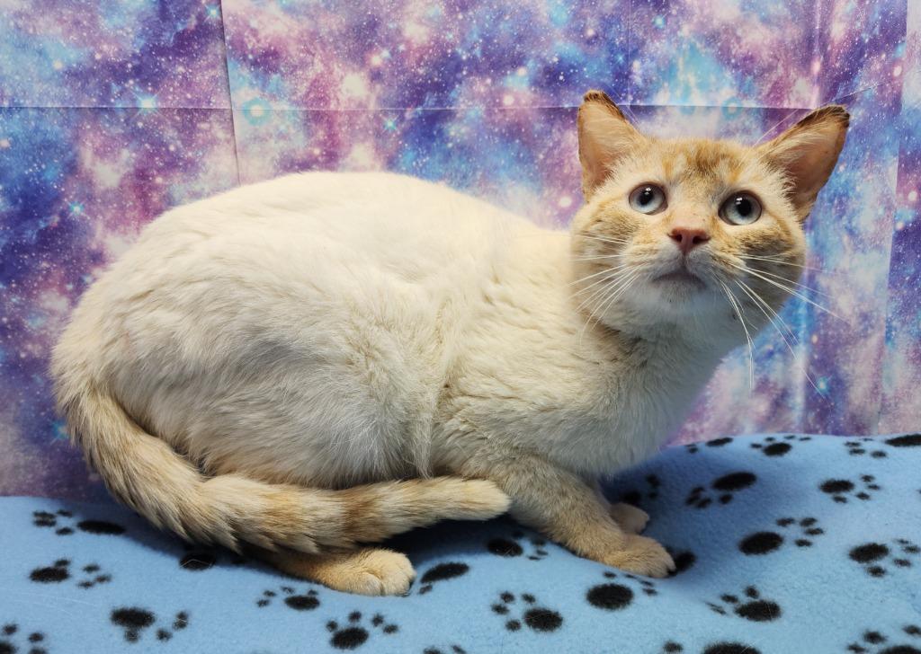 Enlarge Bentley, a Adoptable mixed breed in Washington Court House, OH image 1/2