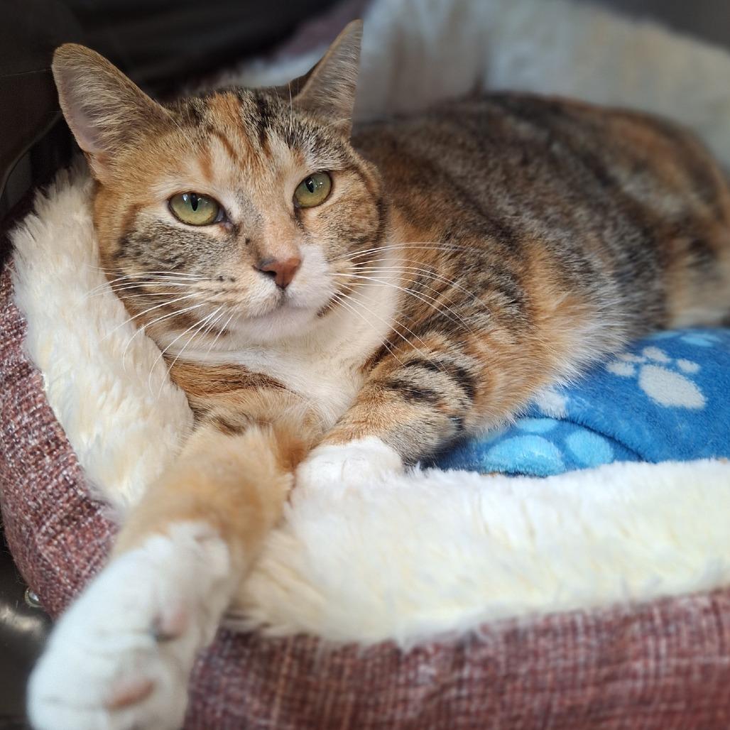 Enlarge Cheetah, a Adoptable Domestic Short Hair in Attica, NY image 1/3