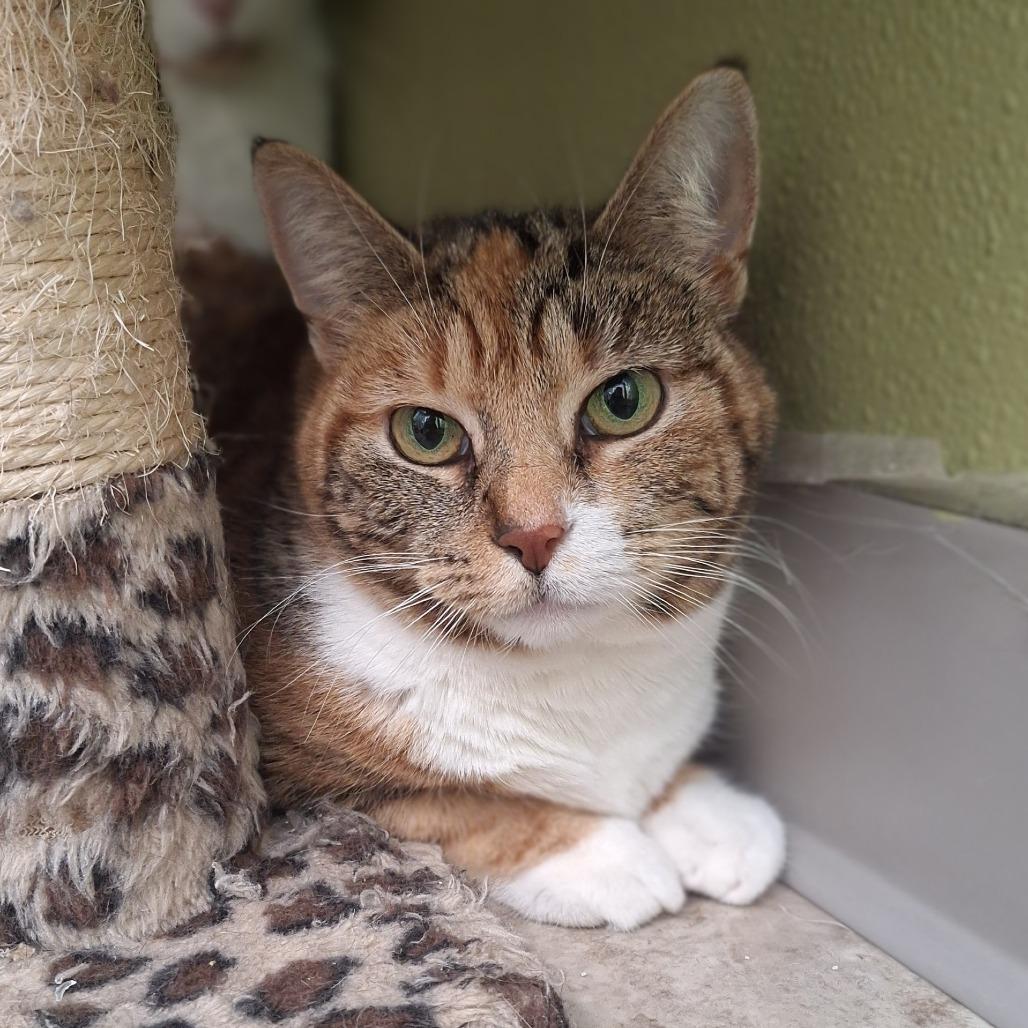 Enlarge Cheetah, a Adoptable Domestic Short Hair in Attica, NY image 1/1