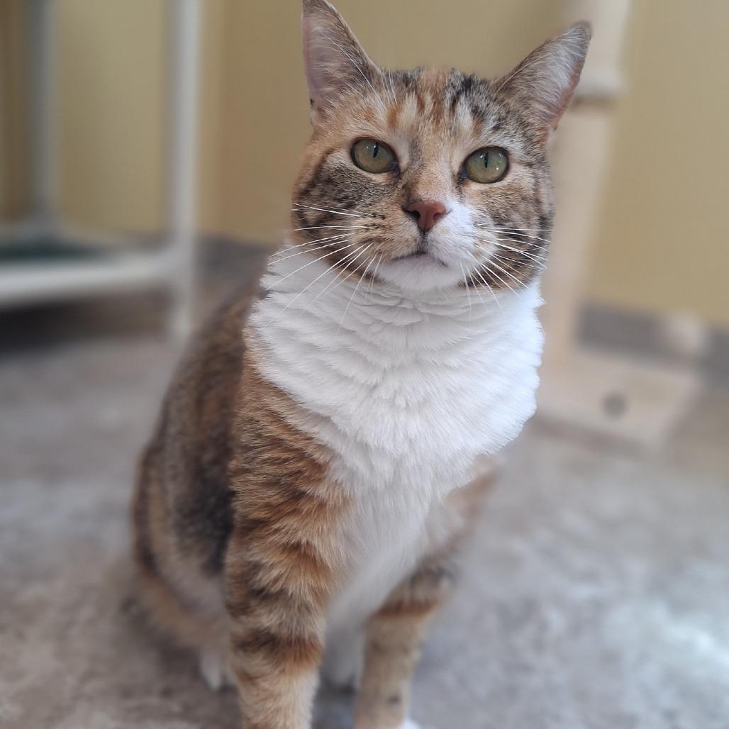 Enlarge Cheetah, a Adoptable Domestic Short Hair in Attica, NY image 3/4