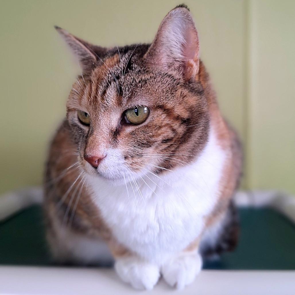 Enlarge Cheetah, a Adoptable Domestic Short Hair in Attica, NY image 3/3