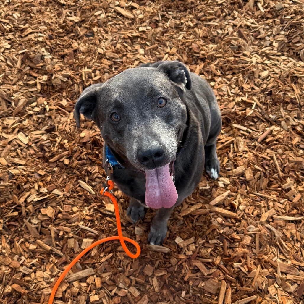 Enlarge Moonstone, a Adoptable mixed breed in Tacoma, WA image 1/3