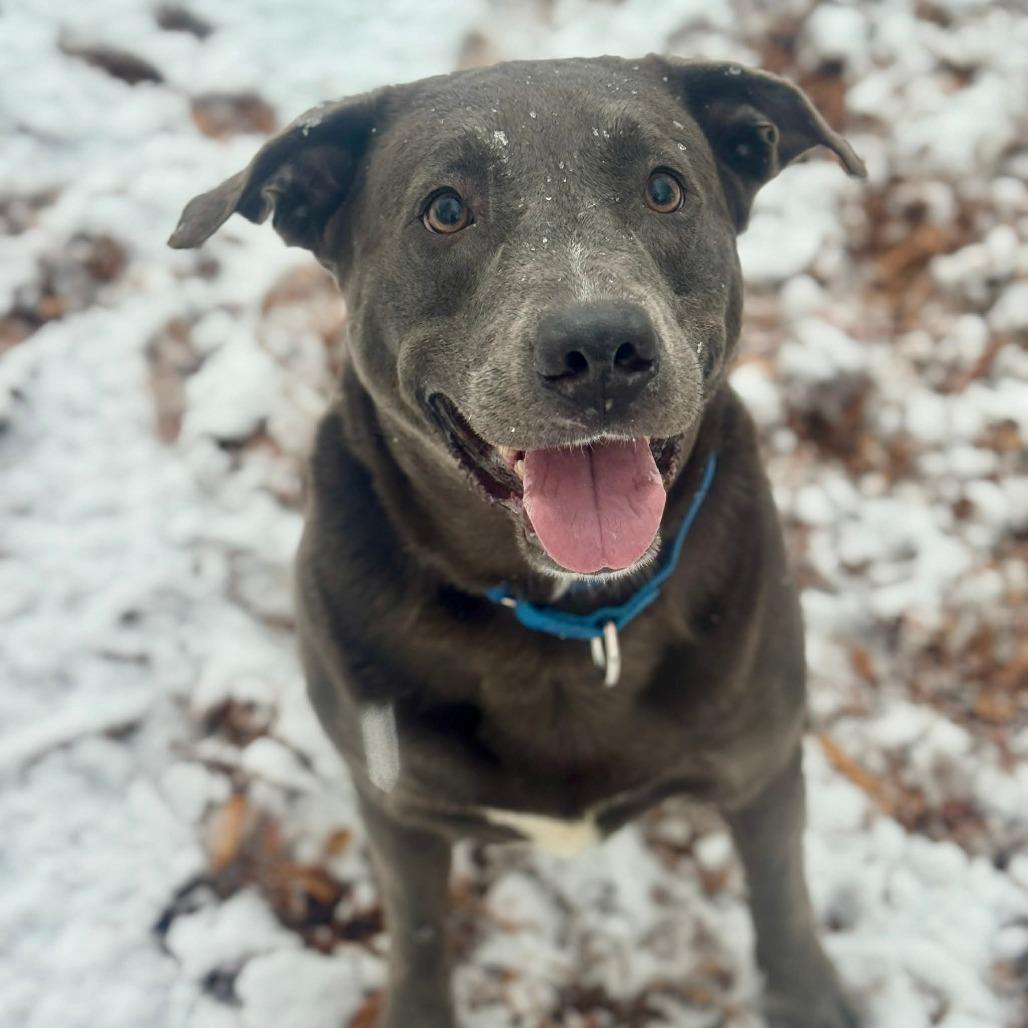 Enlarge Moonstone, a Adoptable mixed breed in Tacoma, WA image 2/3