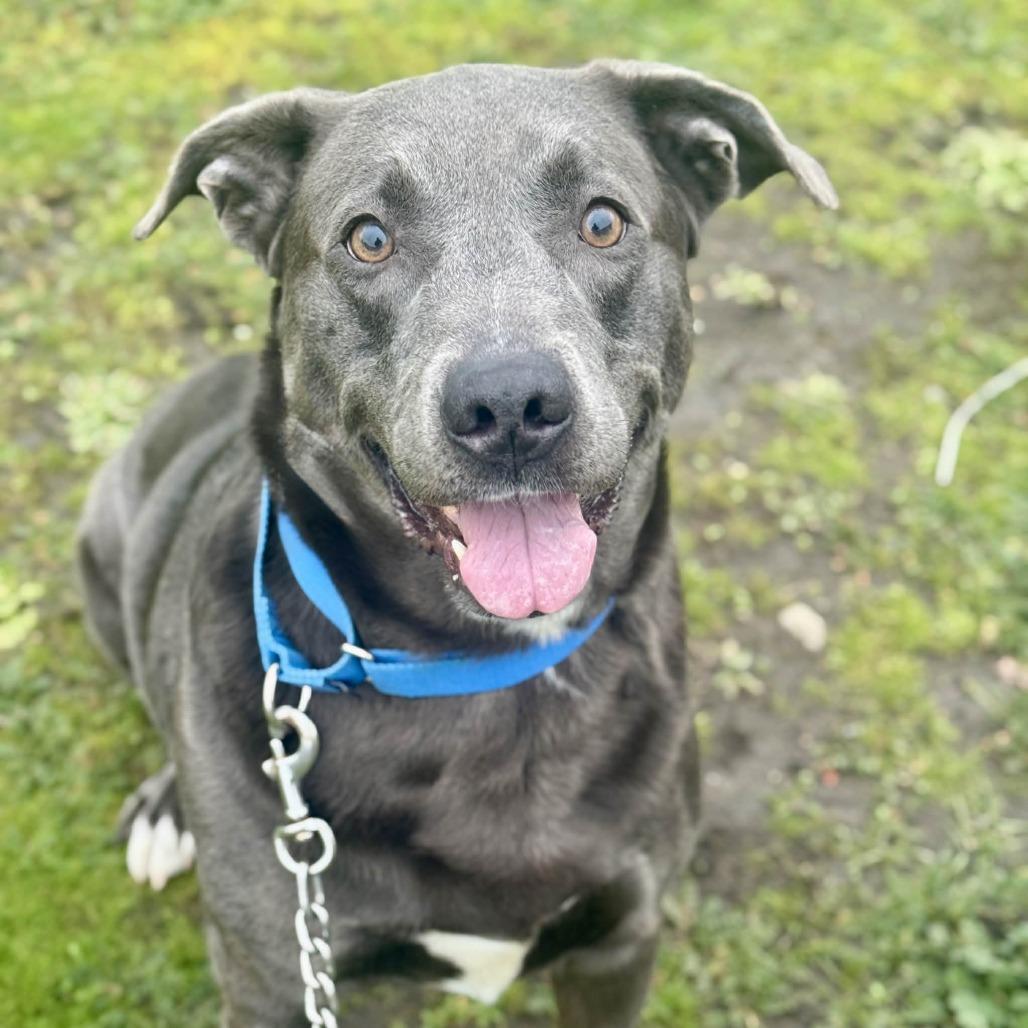 Enlarge Moonstone, a Adoptable mixed breed in Tacoma, WA image 3/3