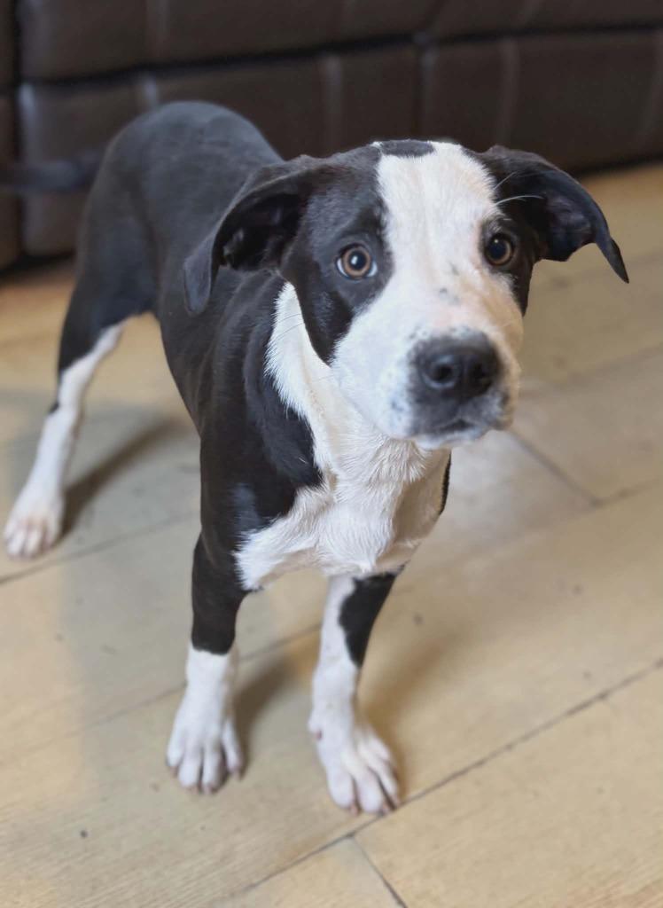 Enlarge Peppa, a Adoptable mixed breed in sun prairie, WI image 1/1