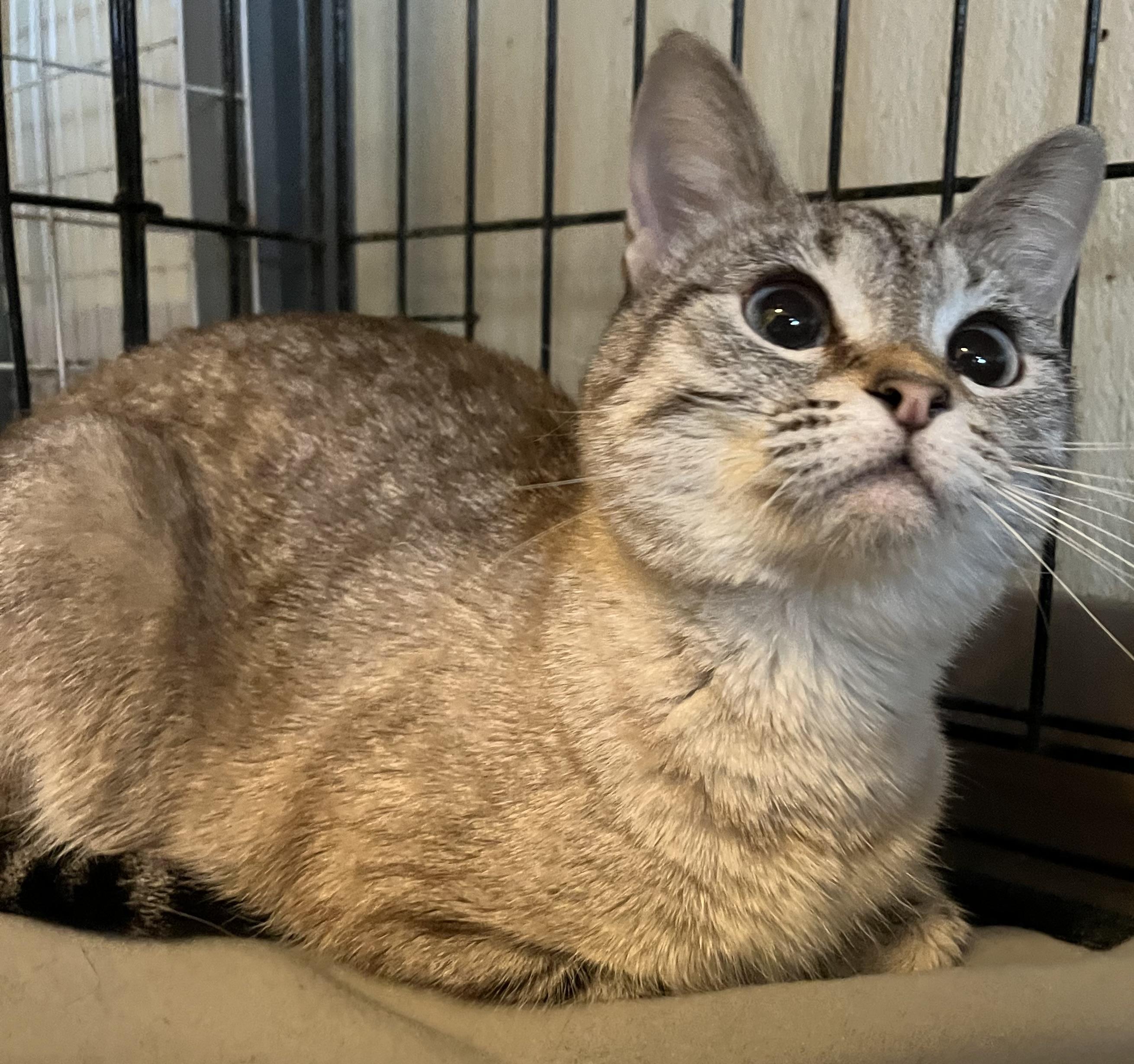 Snowflake (blue eyes), adopted, Adult Female Domestic Short Hair.