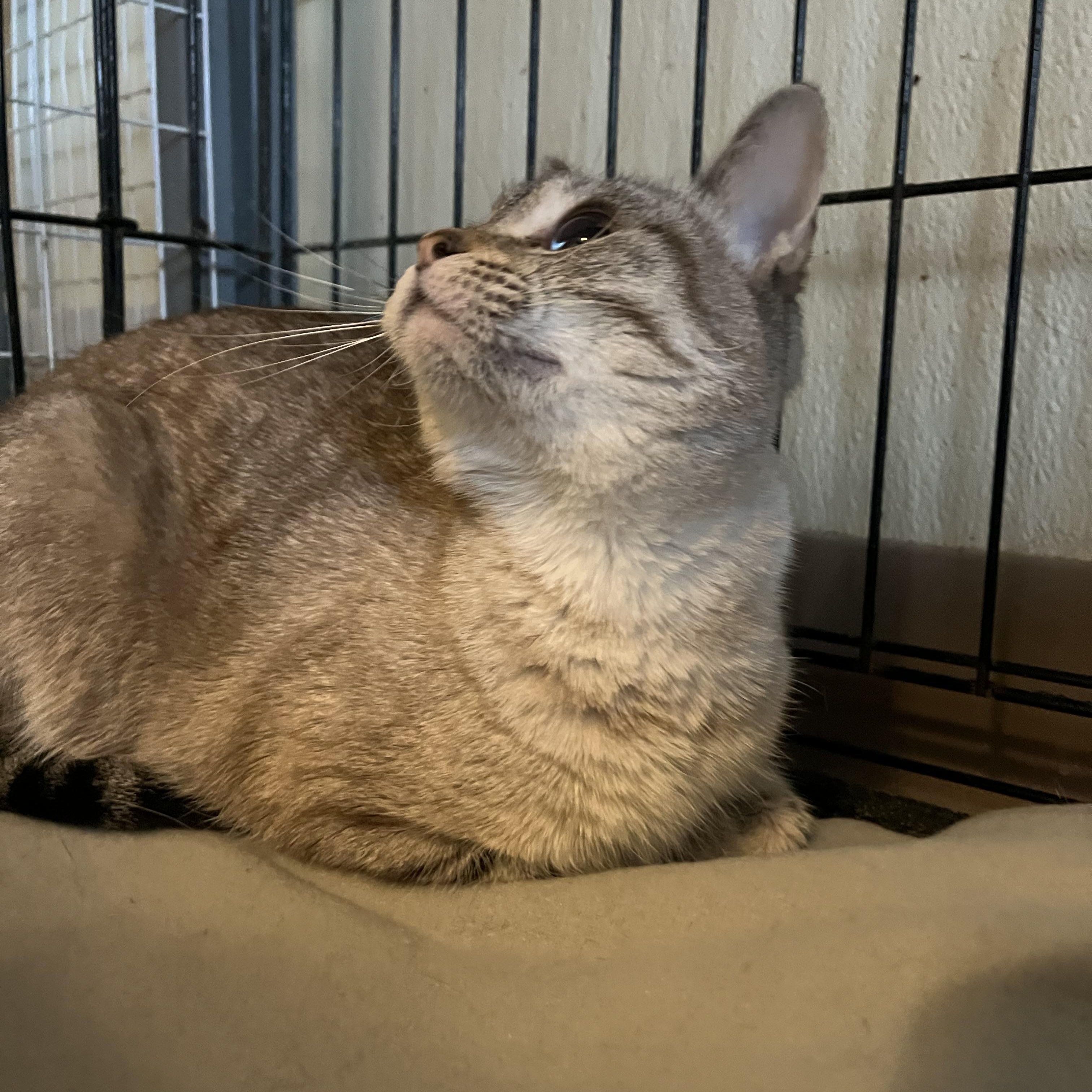 Enlarge Snowflake (blue eyes), an adopted Domestic Short Hair in Moline, IL image 2/4