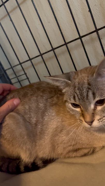 Enlarge Snowflake (blue eyes), an adopted Domestic Short Hair in Moline, IL video 3/4