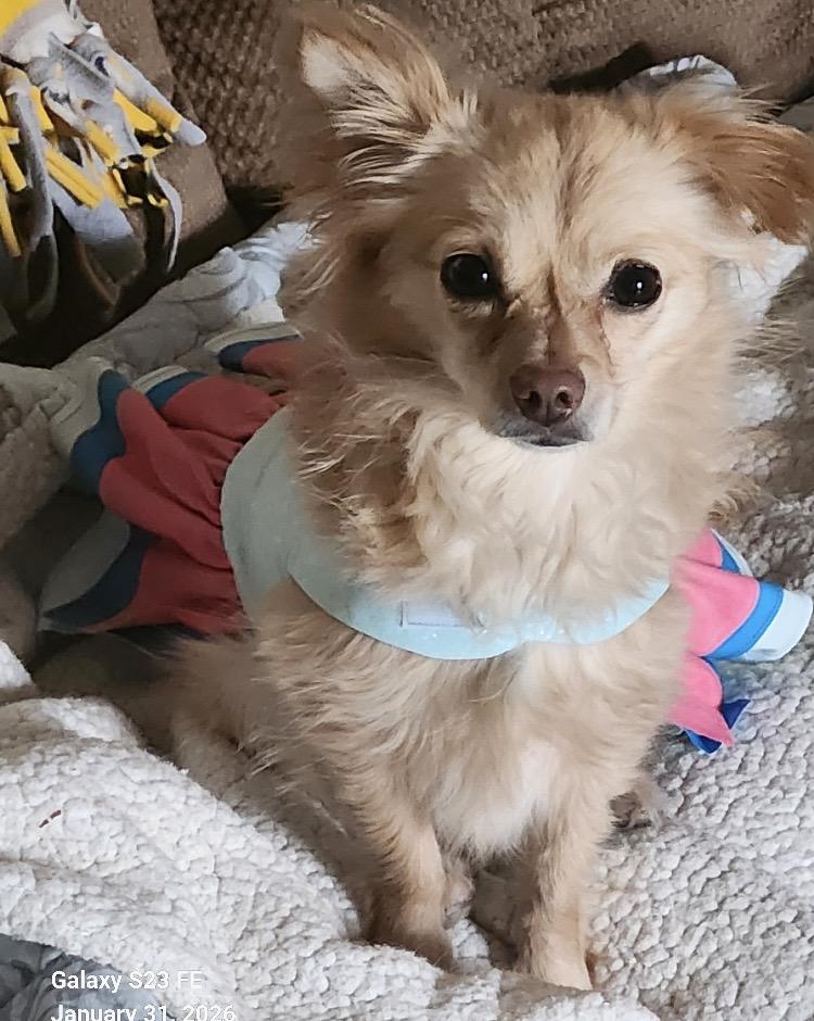 Sparkles, an adopted Chihuahua in Coatesville, PA image 2/3