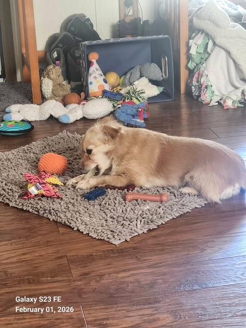 Sparkles, an adopted Chihuahua in Coatesville, PA image 3/3