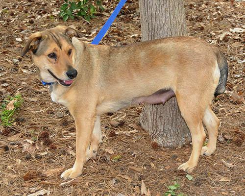 Cookie, Adoptable, Adult Female Shepherd.