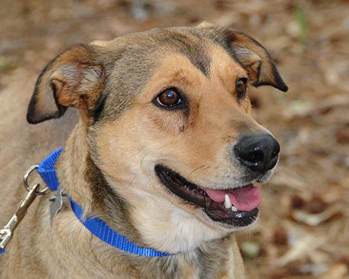 Enlarge Cookie, a Adoptable mixed breed in Lake Wylie, SC image 3/6