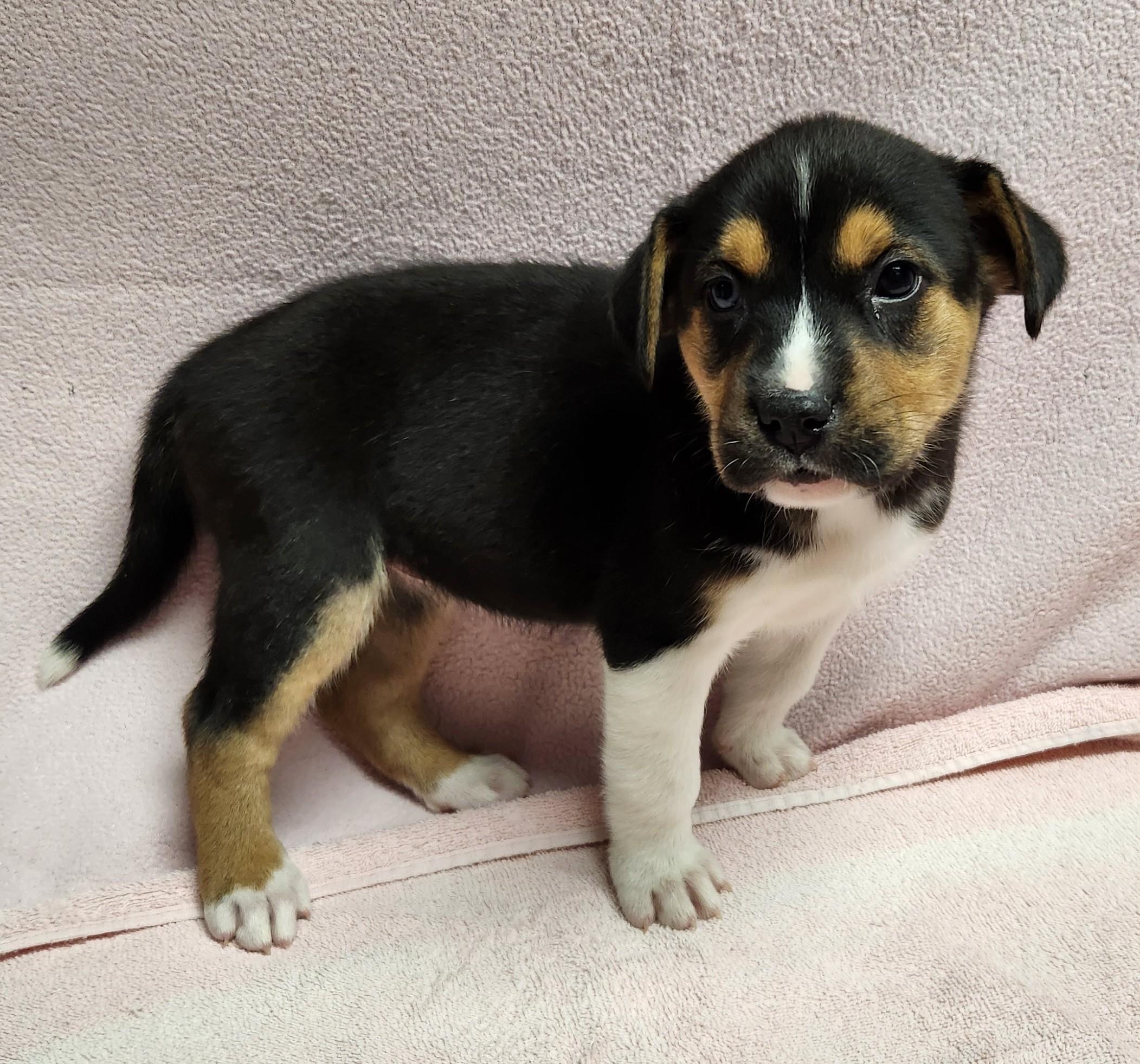 Enlarge Josie, a ADOPTABLE mixed breed in Siloam Springs, AR image 2/3