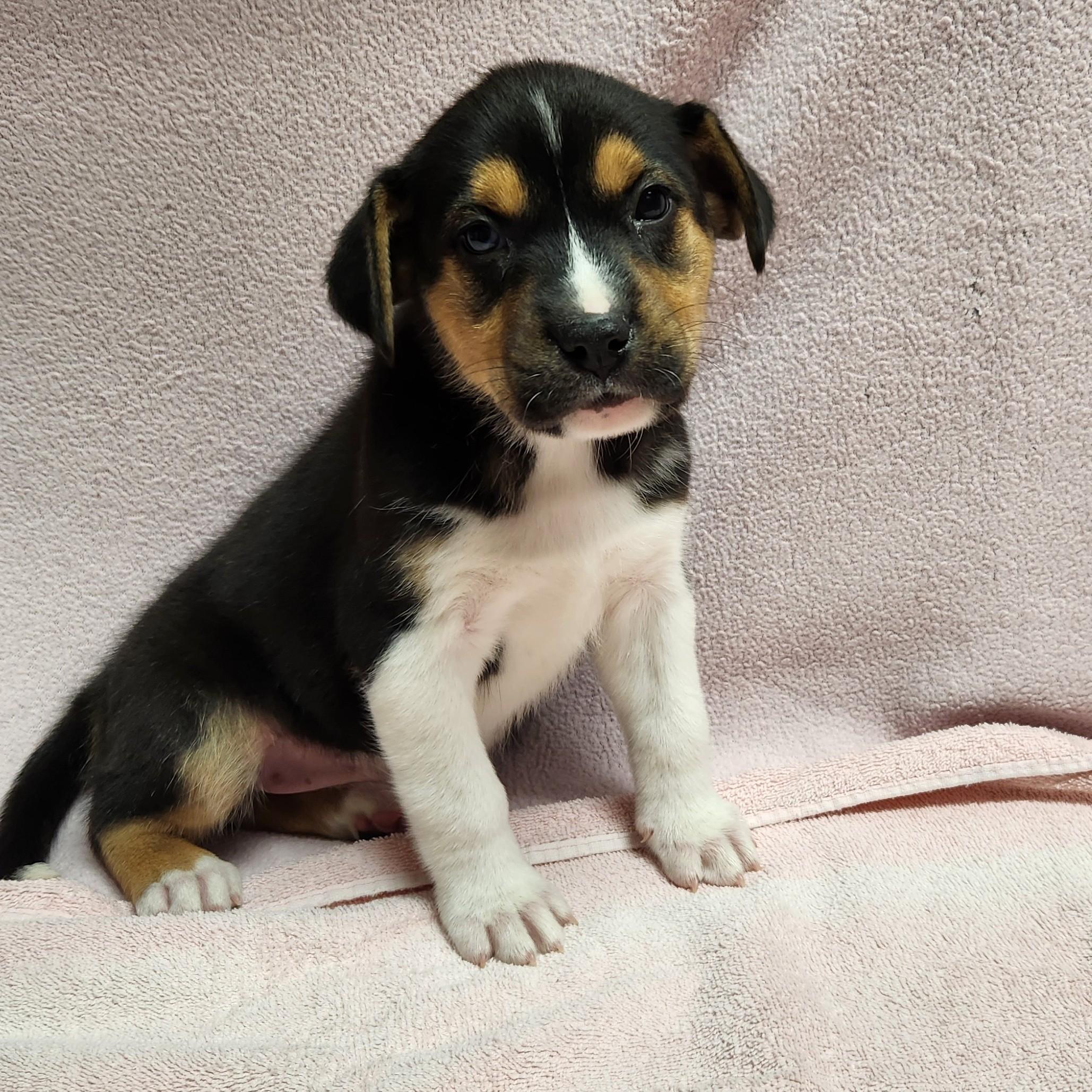 Enlarge Josie, a ADOPTABLE mixed breed in Siloam Springs, AR image 1/3