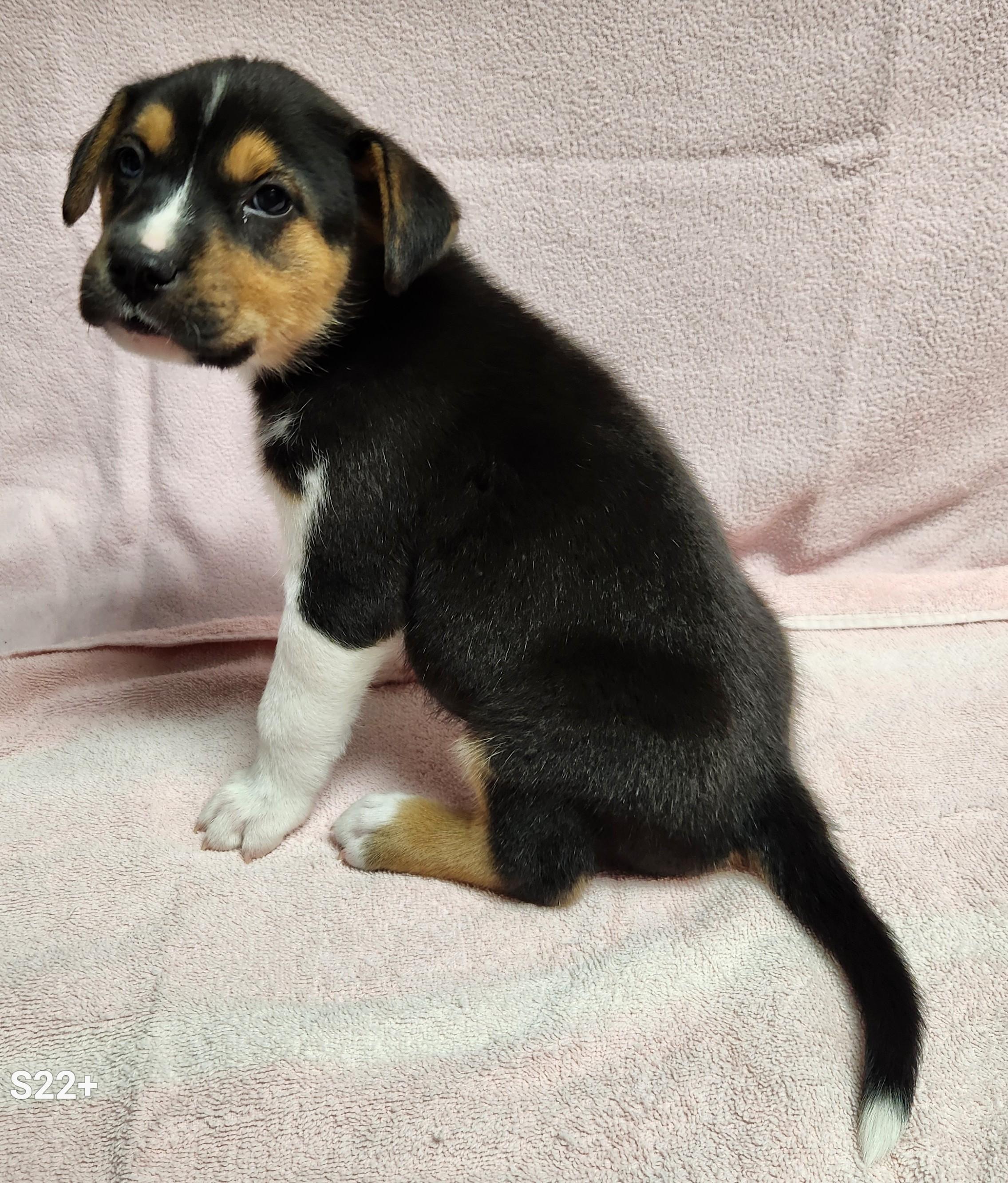 Enlarge Josie, a ADOPTABLE mixed breed in Siloam Springs, AR image 3/3