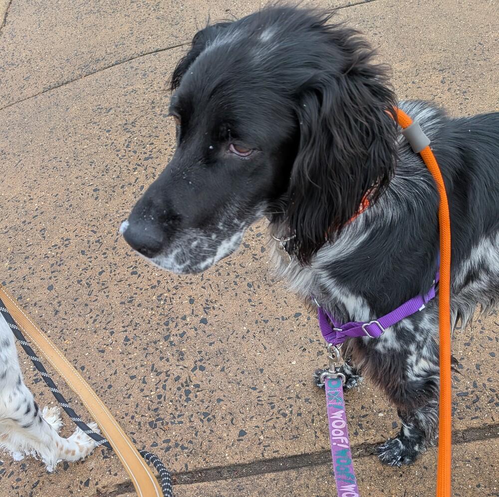 Available - Spithas (located in USA), a Adoptable English Setter in Manassas, VA image 1/6