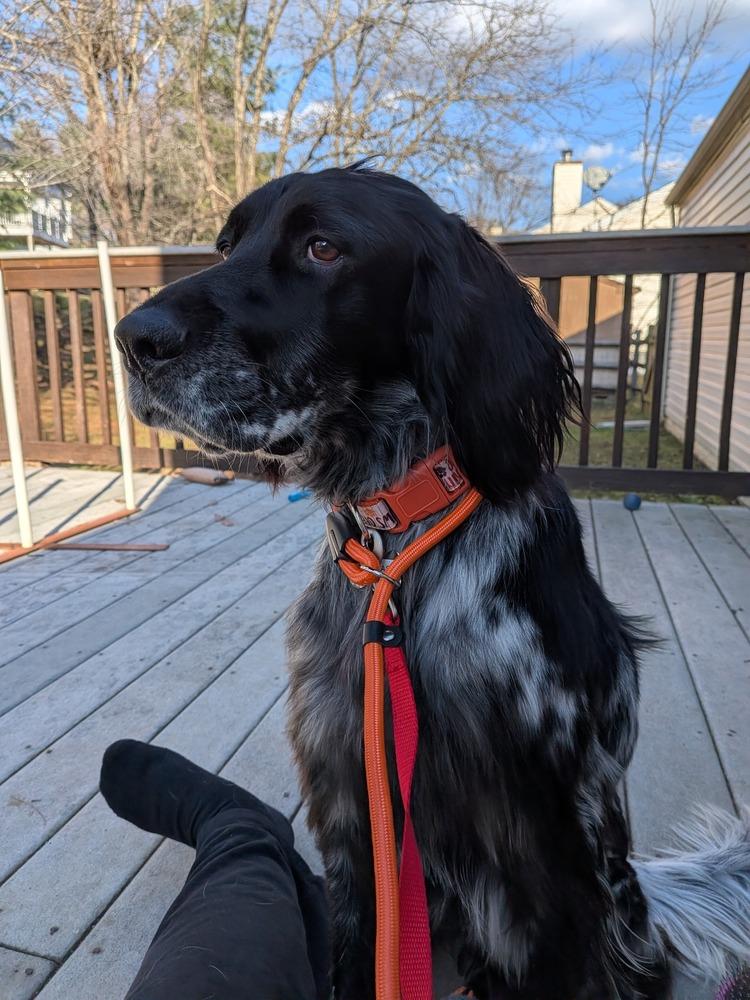 Available - Spithas (located in USA), a Adoptable English Setter in Manassas, VA image 2/6
