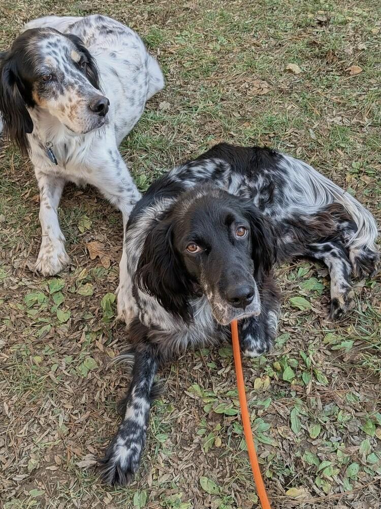 Available - Spithas (located in USA), a Adoptable English Setter in Manassas, VA image 3/6