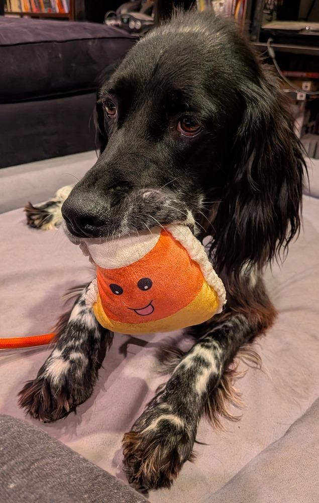 Available - Spithas (located in USA), a Adoptable English Setter in Manassas, VA image 4/6