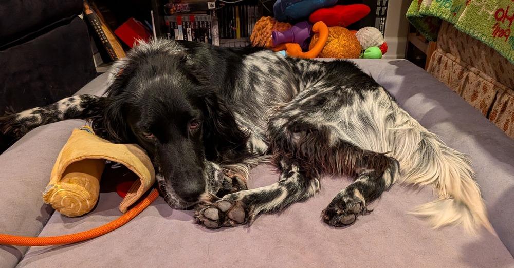 Available - Spithas (located in USA), a Adoptable English Setter in Manassas, VA image 5/6