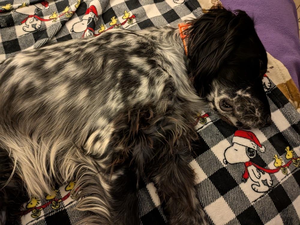 Available - Spithas (located in USA), a Adoptable English Setter in Manassas, VA image 6/6