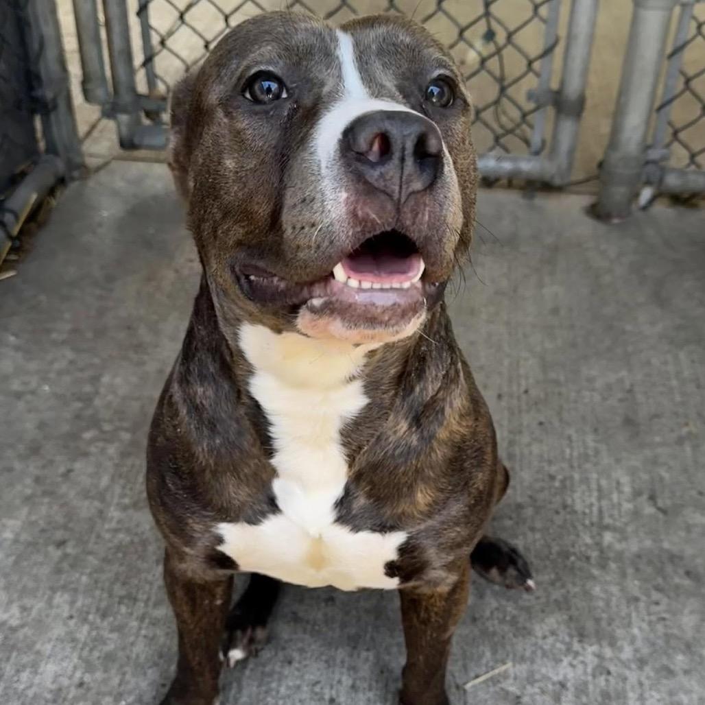 Salome, Adoptable, Adult Female Pit Bull Terrier.