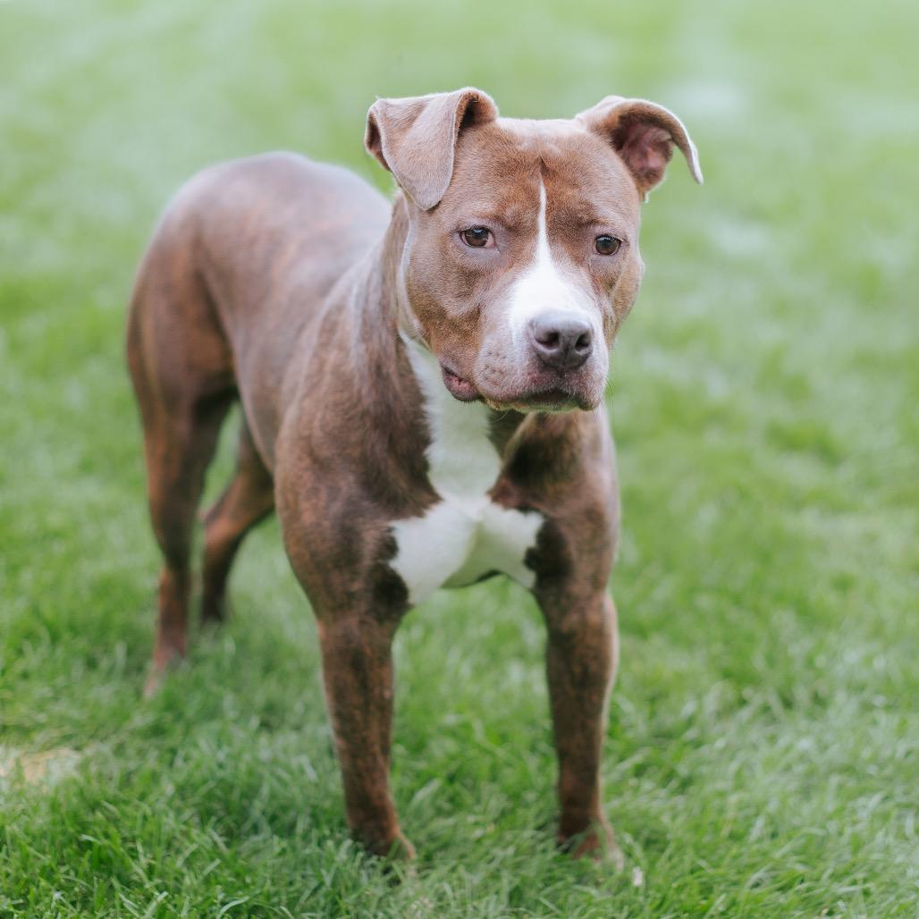 Enlarge Salome, a Adoptable Pit Bull Terrier in Northbrook, IL image 2/4