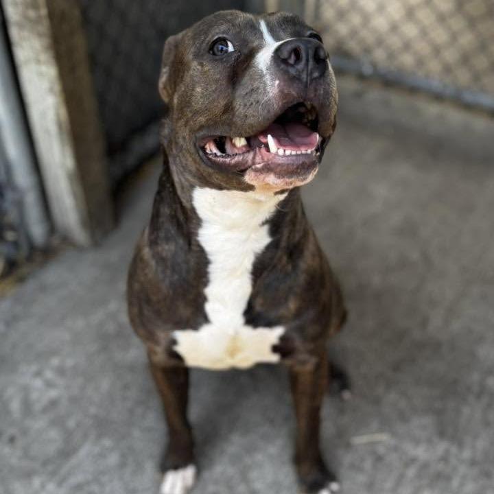 Enlarge Salome, a Adoptable Pit Bull Terrier in Northbrook, IL image 3/4