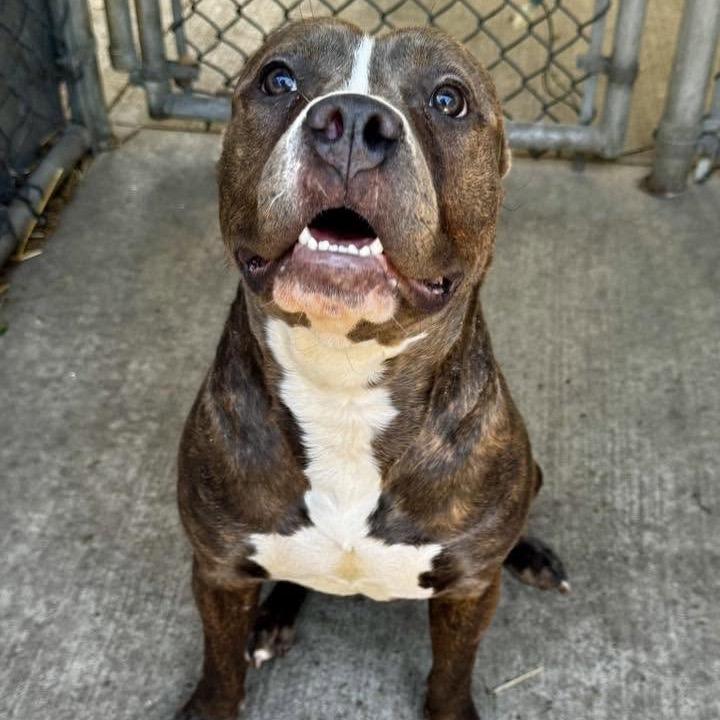 Enlarge Salome, a Adoptable Pit Bull Terrier in Northbrook, IL image 4/4