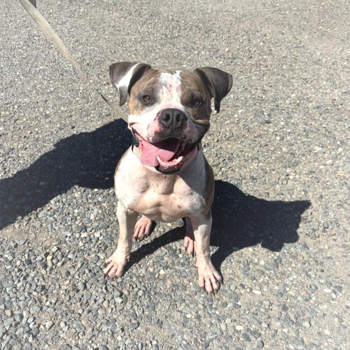 Enlarge Nikko, a Adoptable mixed breed in Medford, OR image 1/4
