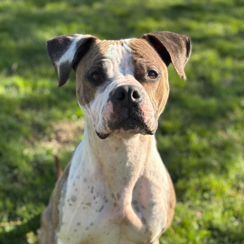 Enlarge Nikko, a Adoptable mixed breed in Medford, OR image 2/4