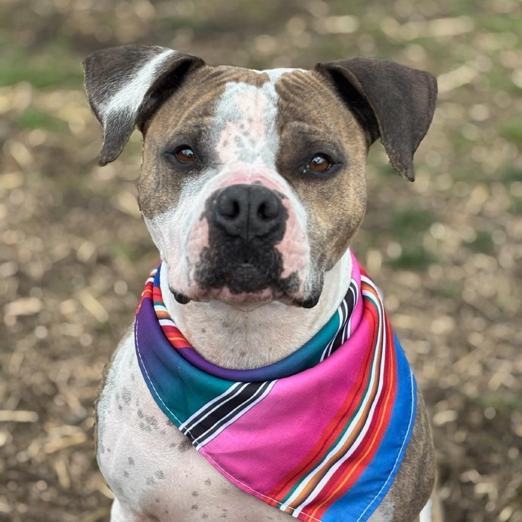 Enlarge Nikko, a Adoptable mixed breed in Medford, OR image 3/6