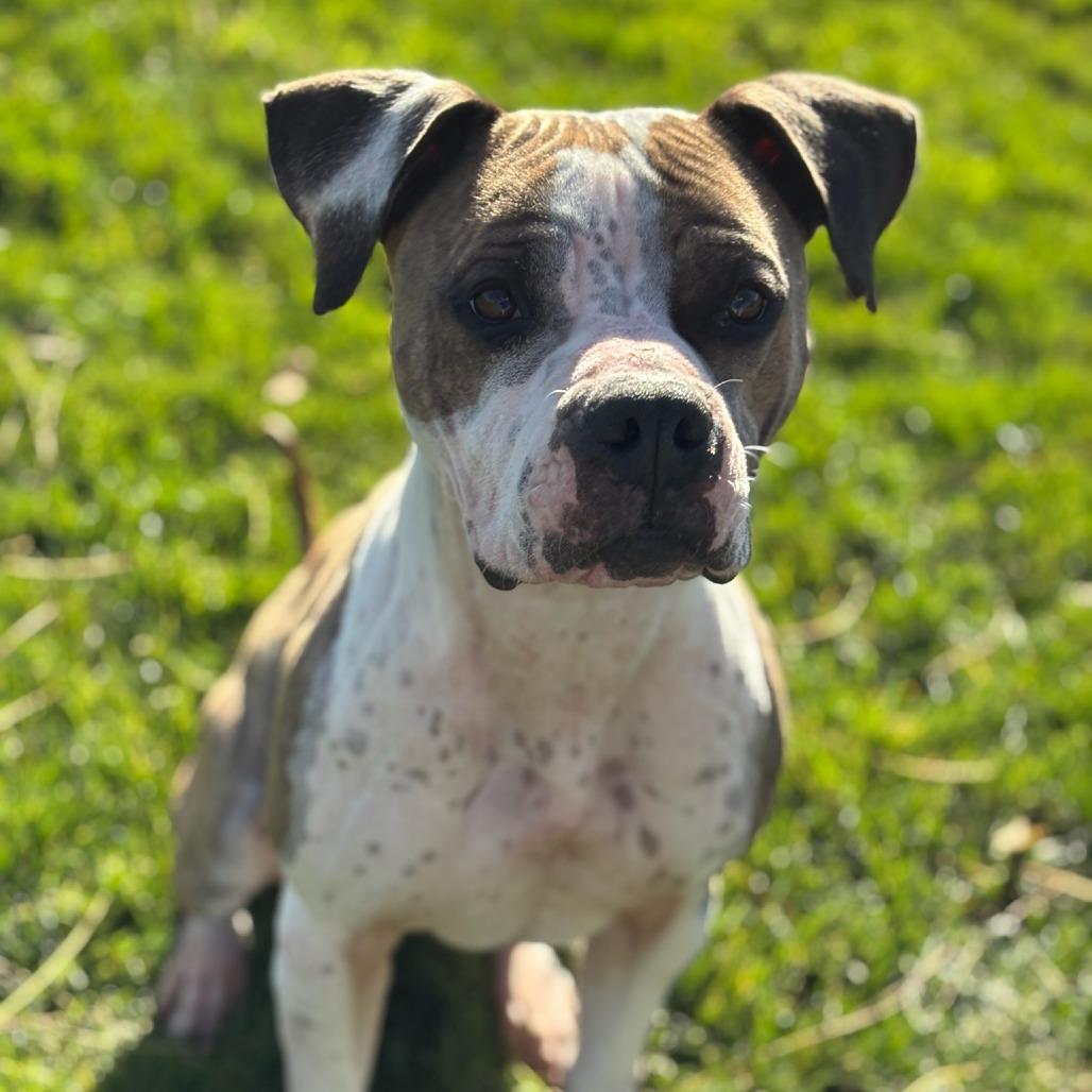 Enlarge Nikko, a Adoptable mixed breed in Medford, OR image 3/4