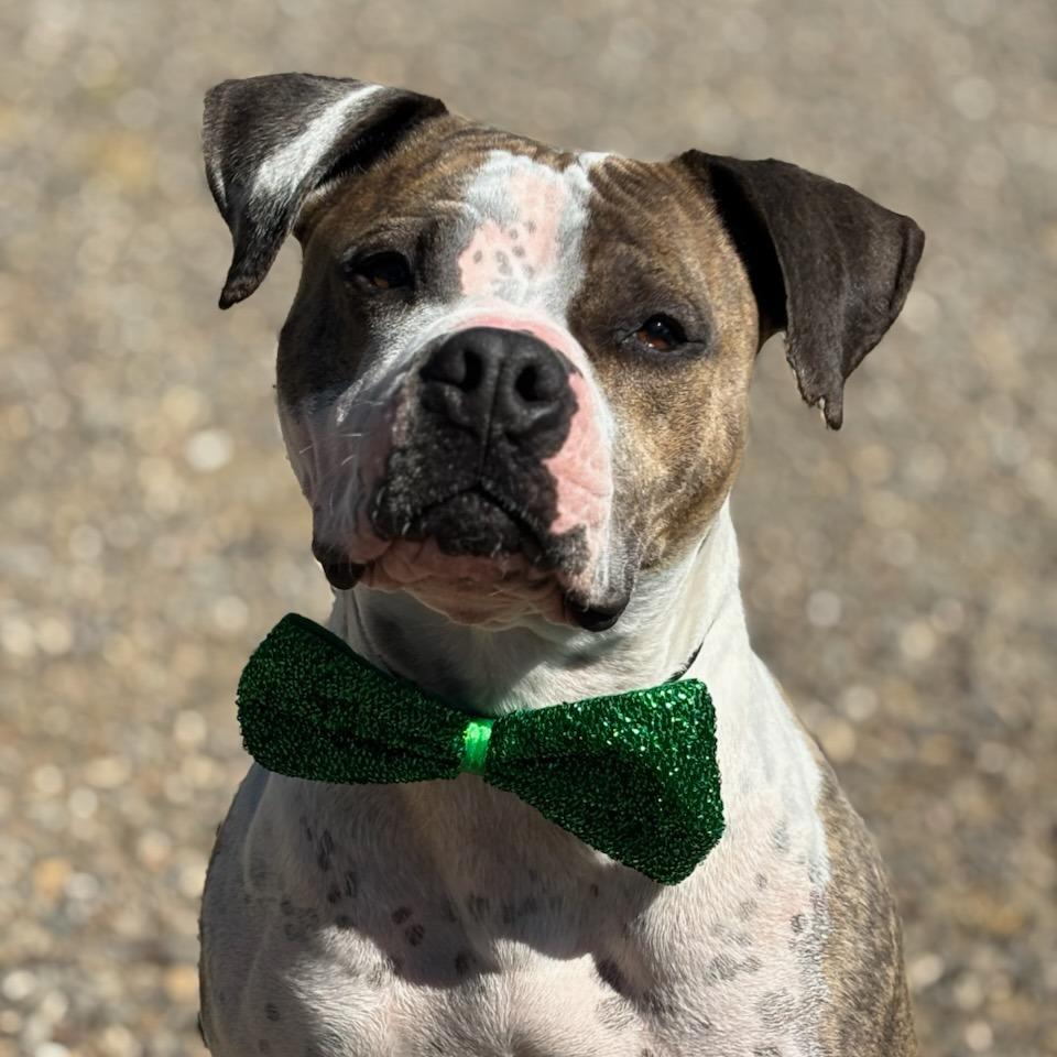 Enlarge Nikko, a Adoptable mixed breed in Medford, OR image 5/6