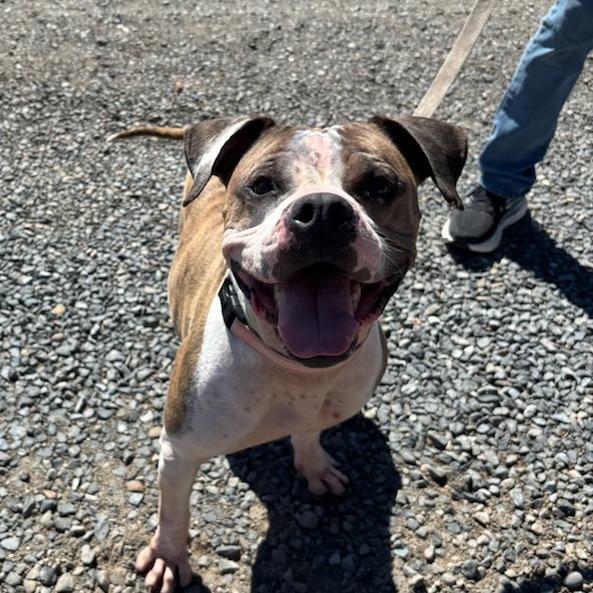 Enlarge Nikko, a Adoptable mixed breed in Medford, OR image 4/4