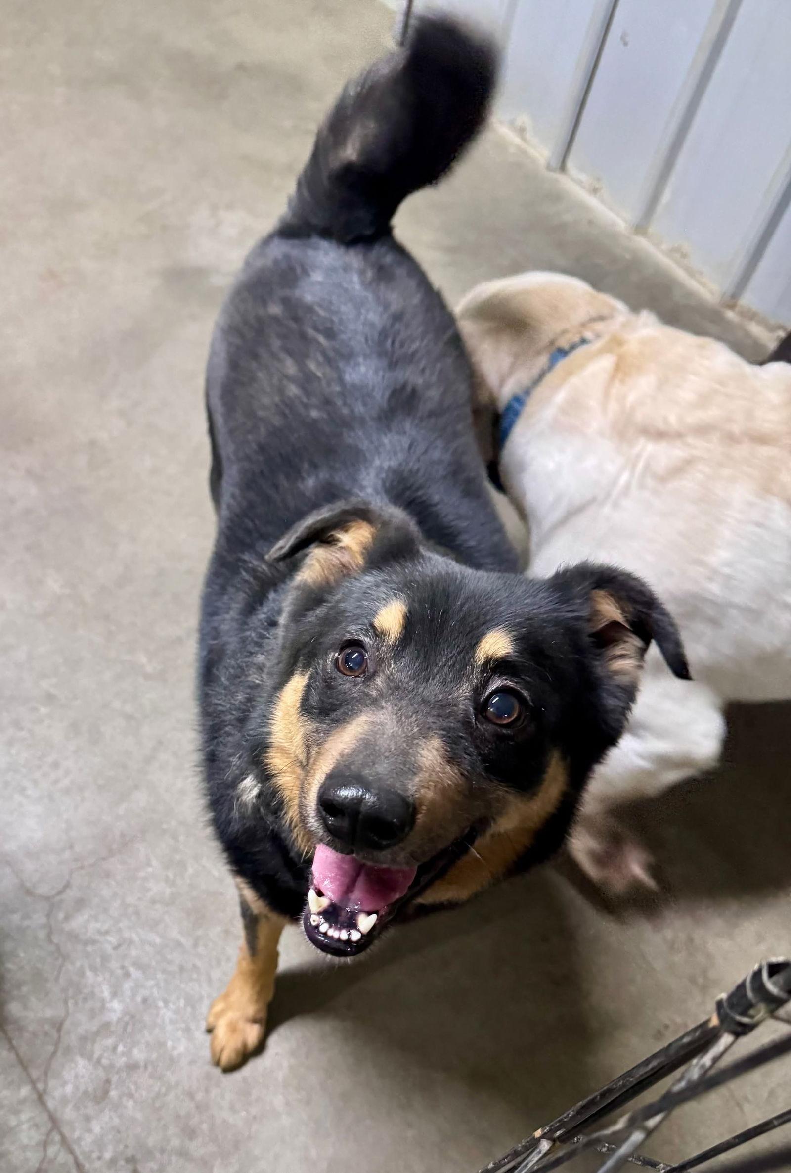 Bright, ADOPTABLE, Adult • Male, Australian Kelpie.
