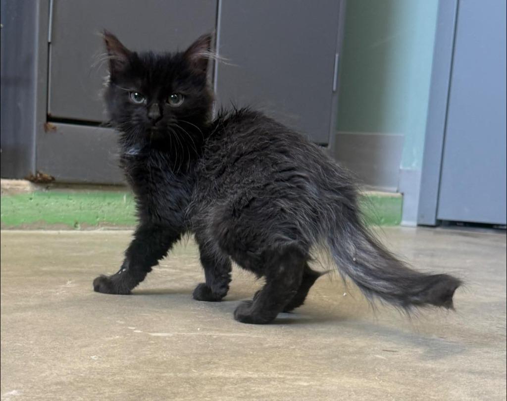 Dolce, Adoptable, Kitten Female Domestic Long Hair.