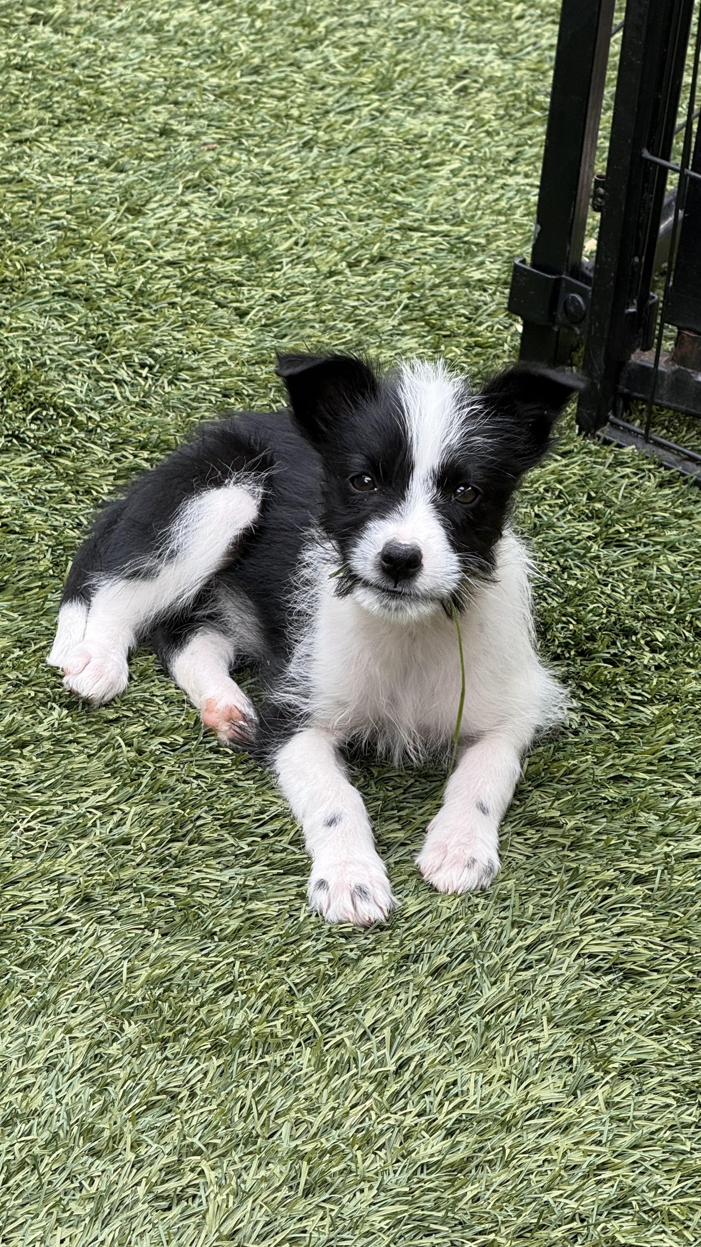 Babe, a Adoptable mixed breed in Phoenix, AZ image 1/3