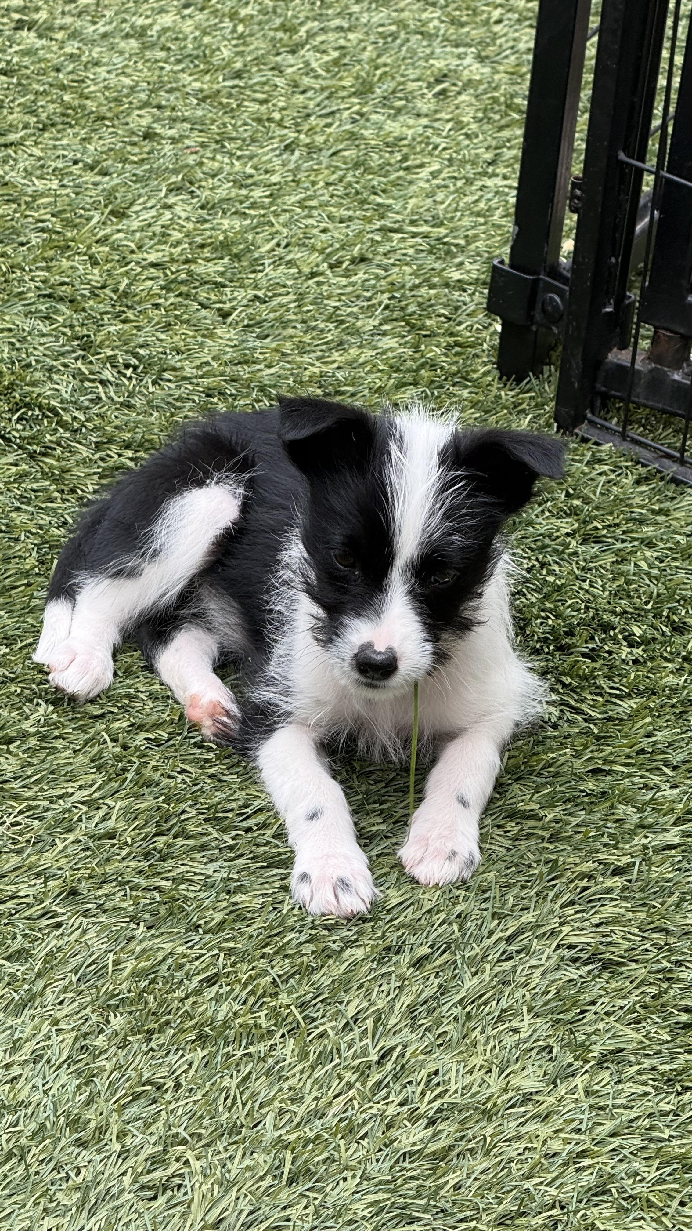 Babe, a Adoptable mixed breed in Phoenix, AZ image 2/3