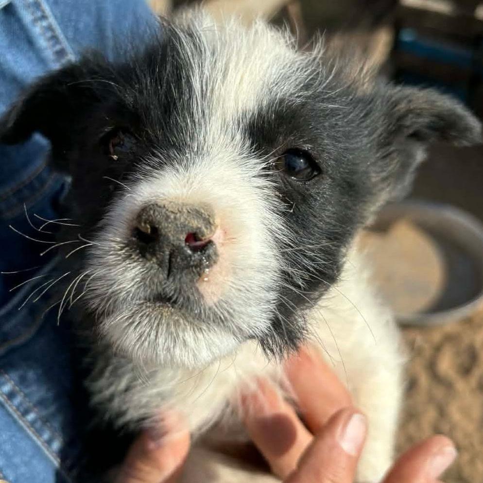 Babe, a Adoptable mixed breed in Phoenix, AZ image 3/3