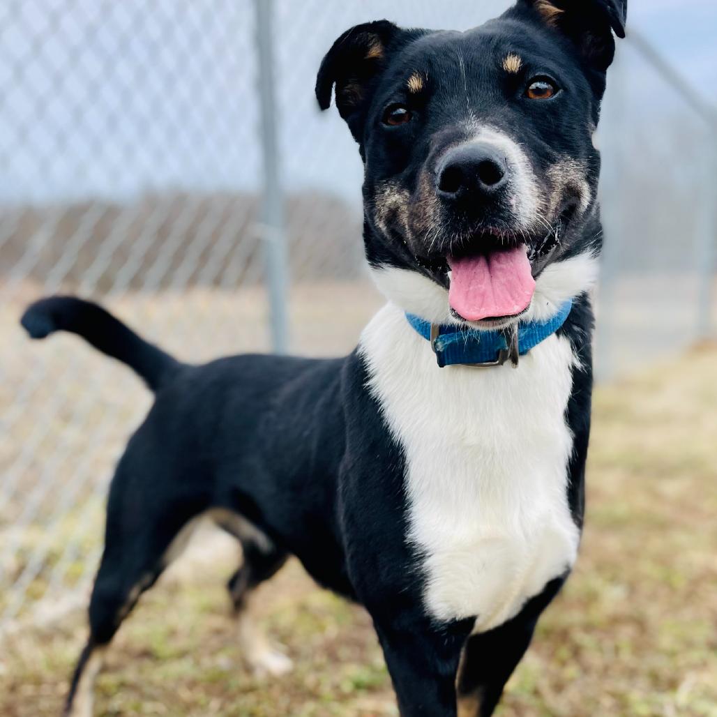 Enlarge Remmy, a Adoptable mixed breed in Lebanon, MO image 2/4