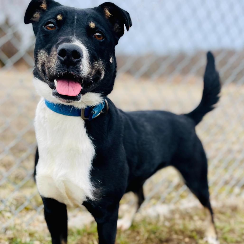 Enlarge Remmy, a Adoptable mixed breed in Lebanon, MO image 3/4