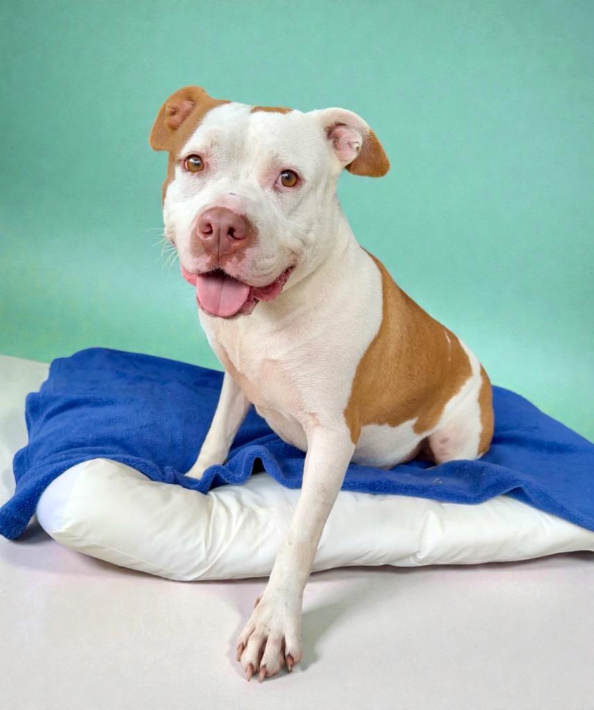 Enlarge Nani Pelekai, a Adoptable mixed breed in Alvin, TX image 1/6